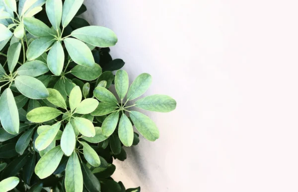 plantas do ape