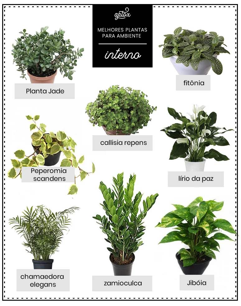 as melhores plantas para ambiente interno
