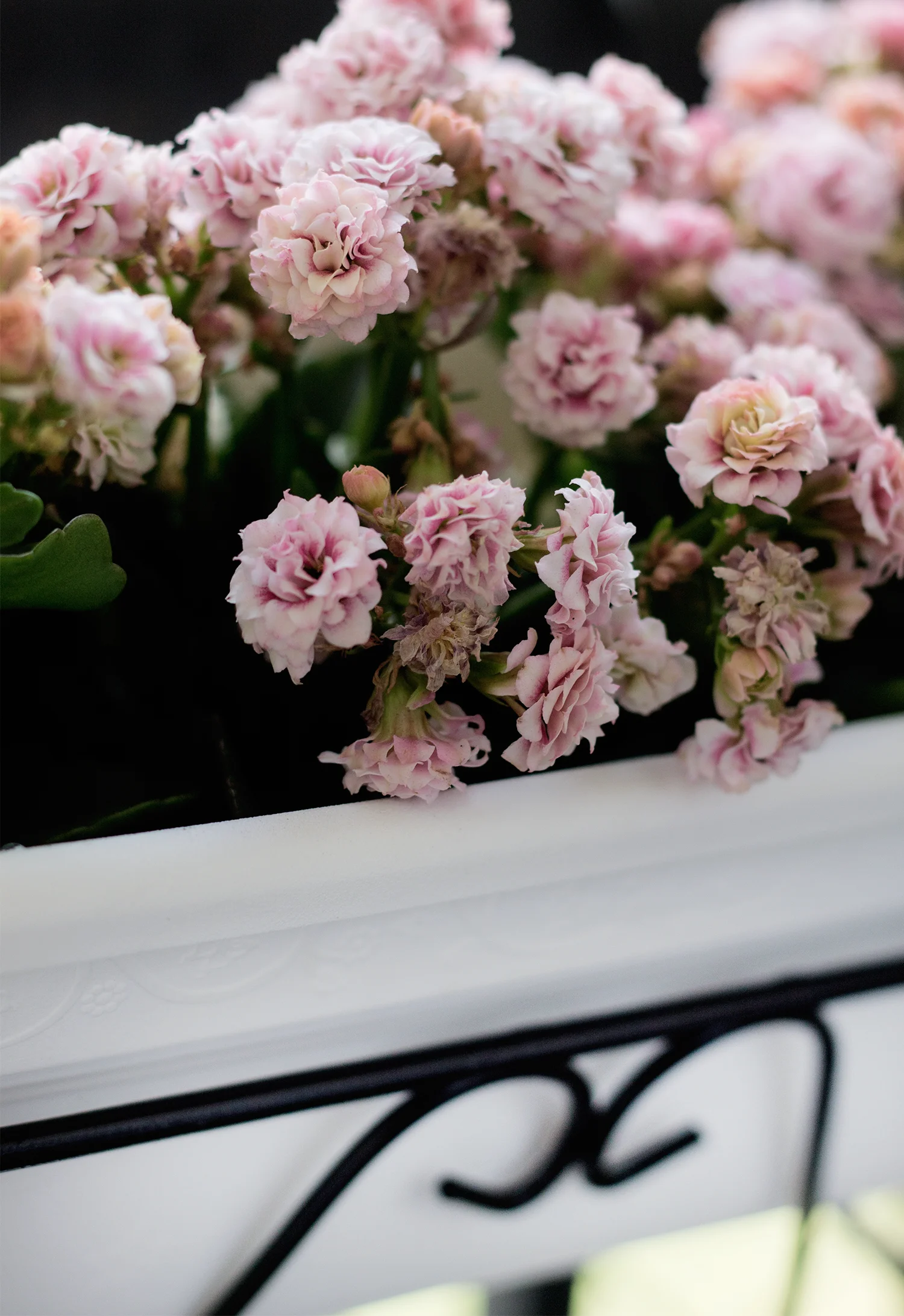kalanchoe