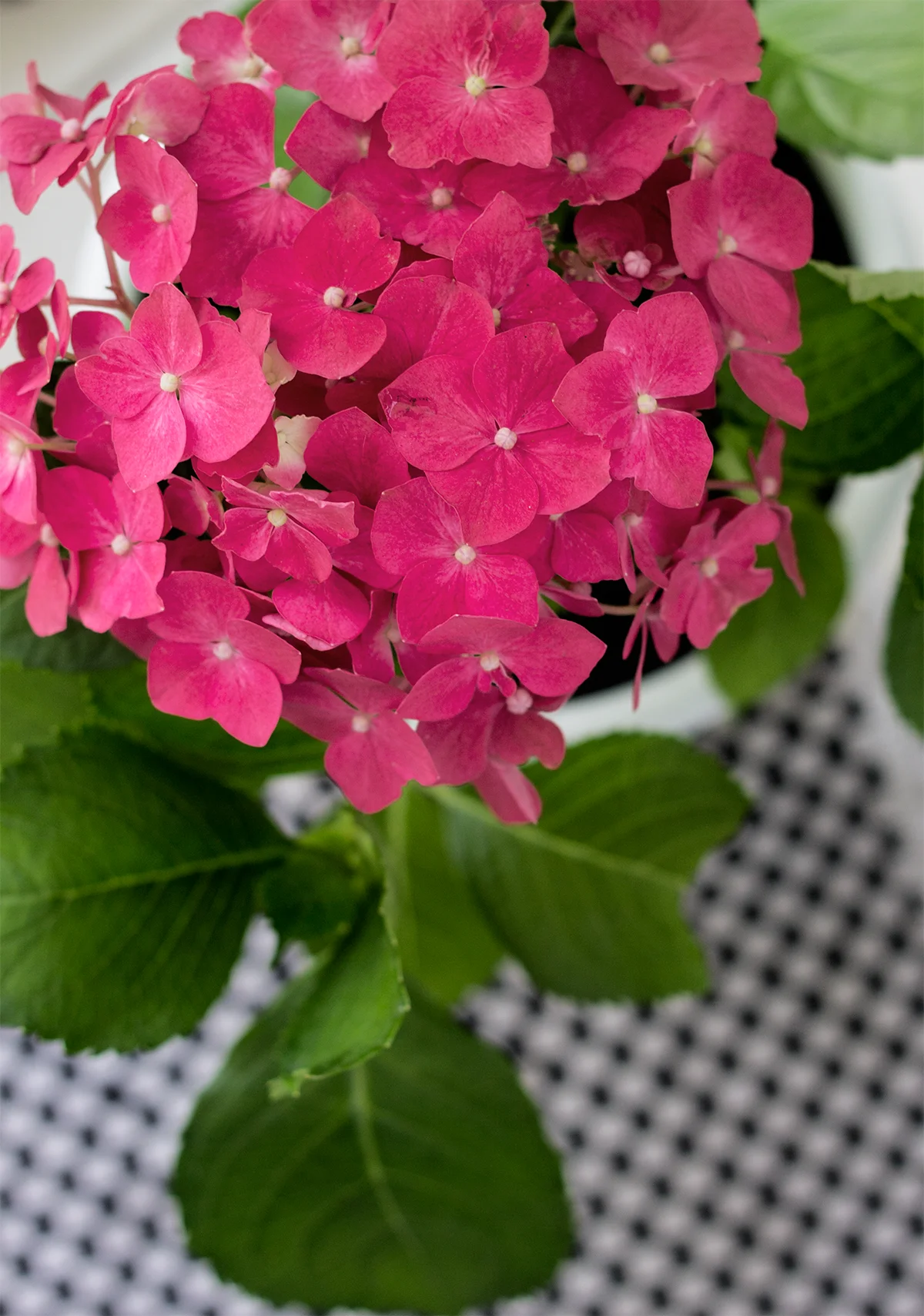 hortênsias