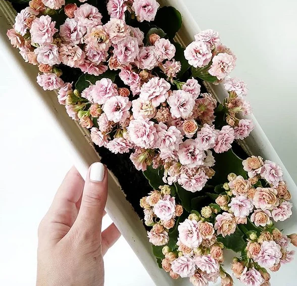Venha doce, primavera!