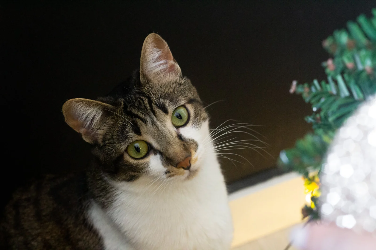 um gato perto da árvore de natal