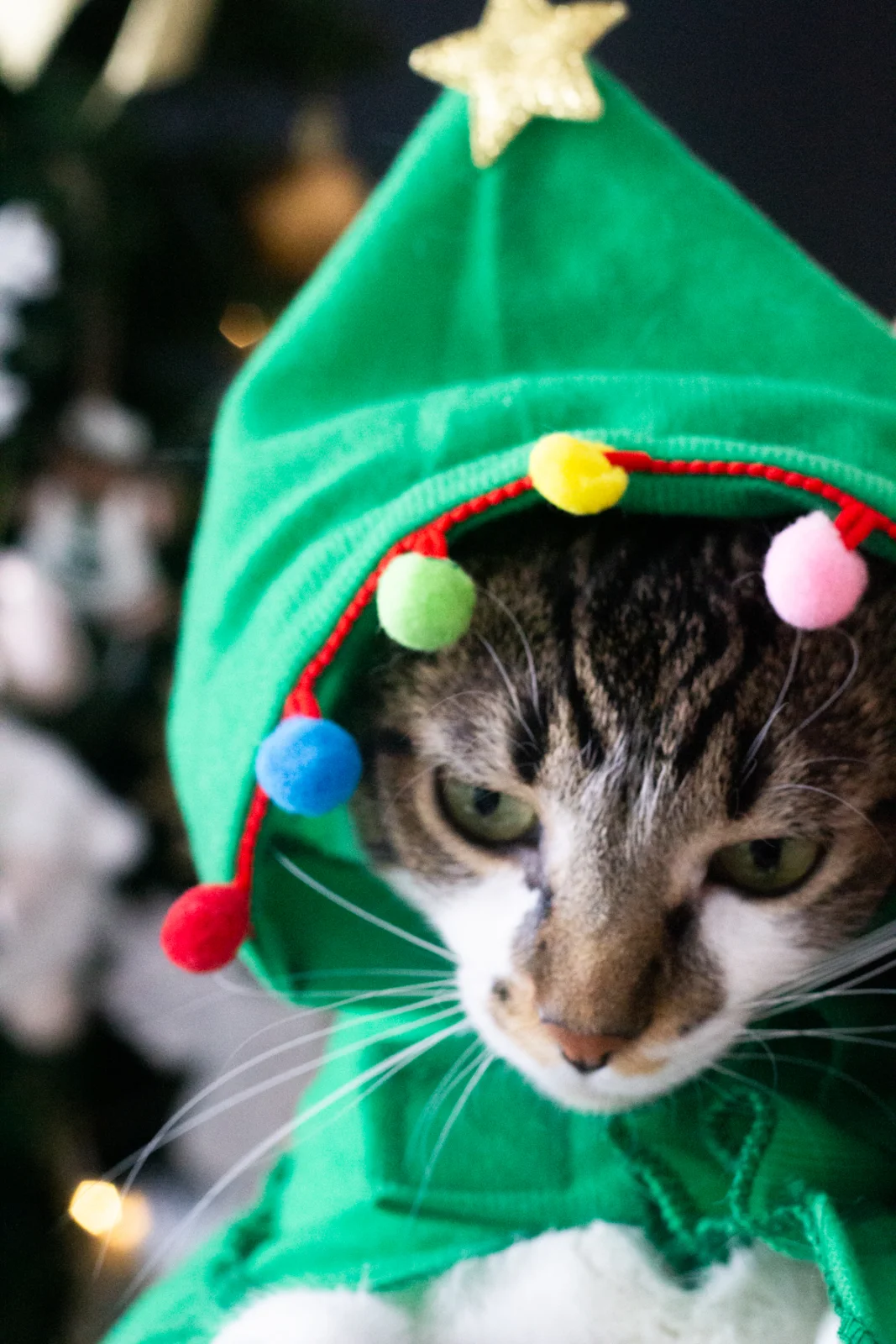 Um relato íntimo sobre a tradição do café da manhã de Natal, memórias da infância, rabanadas, panetone e pequenos rituais…