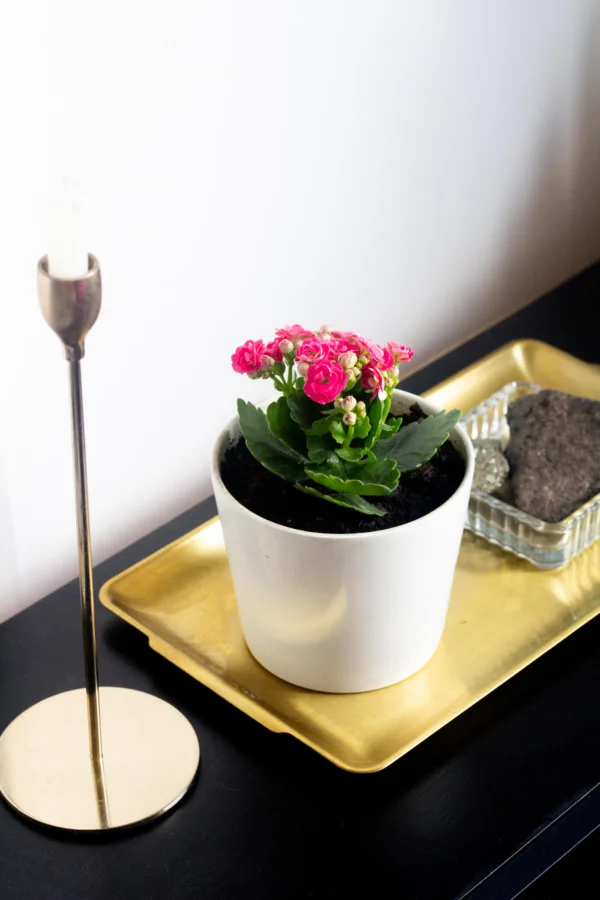 Uma decoração com cores vibrantes de verão
