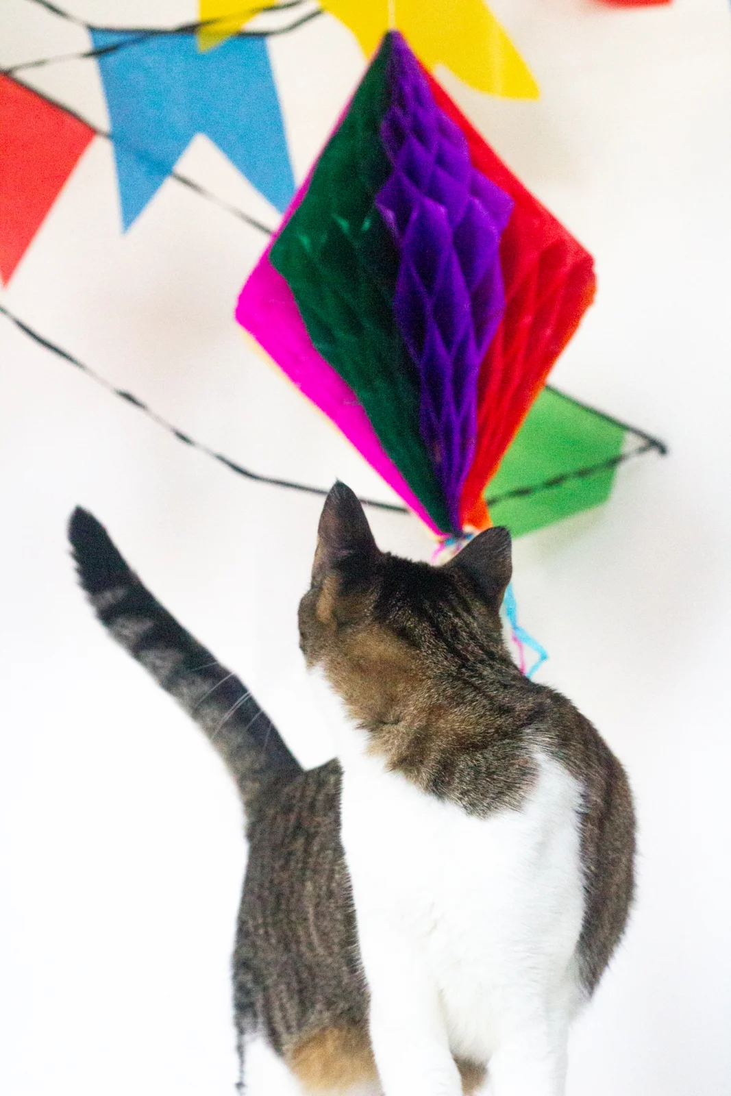 Uma nova Festa Junina em casa