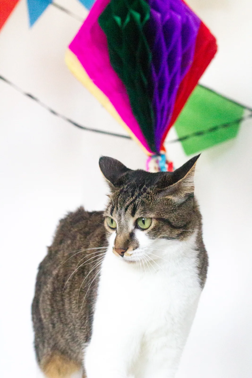 Uma nova Festa Junina em casa